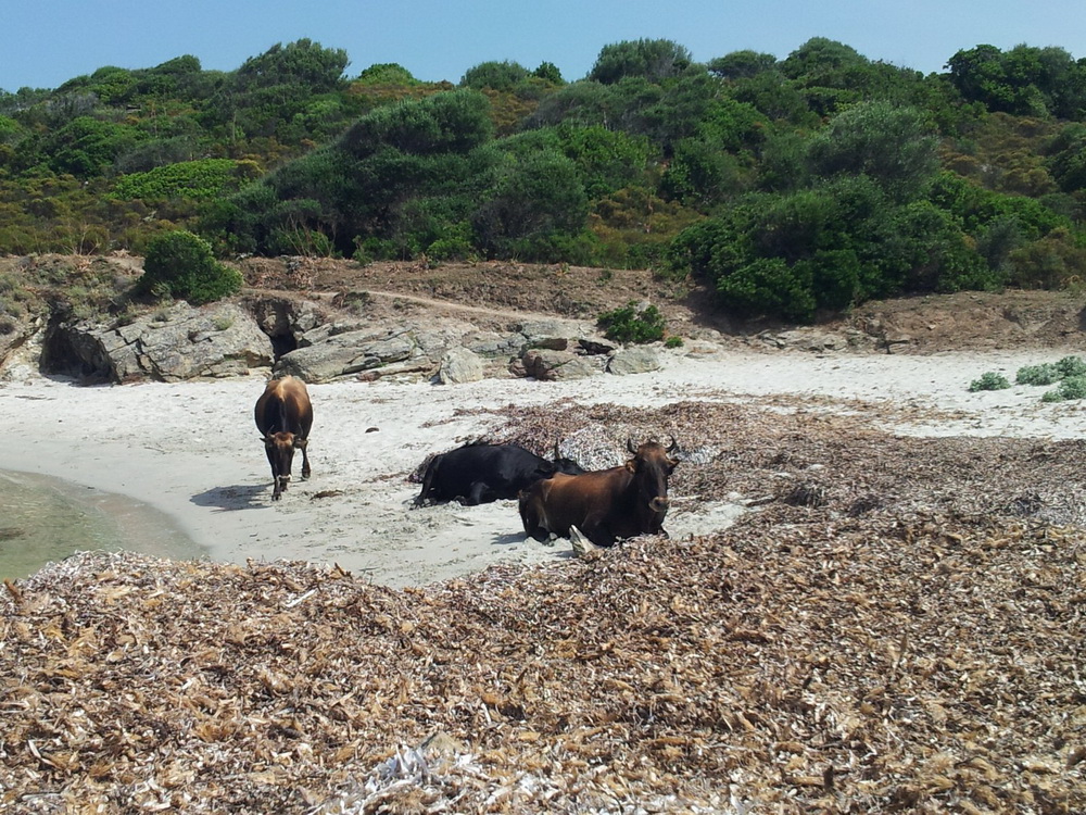 Petite crique du littoral corse