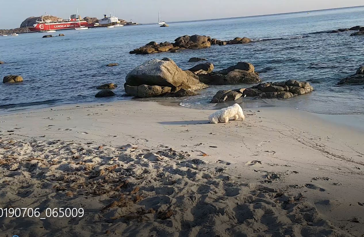 Obelix, le bichon, profite de la plage près de Monticello